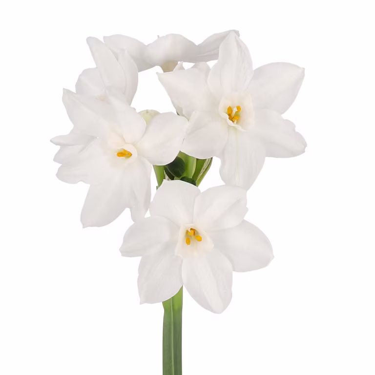 Vit tazett 'Paperwhite Ziva'