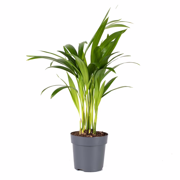 Guldpalm