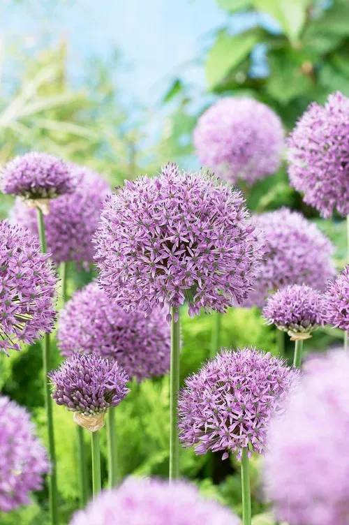 Allium 'Gladiator'
