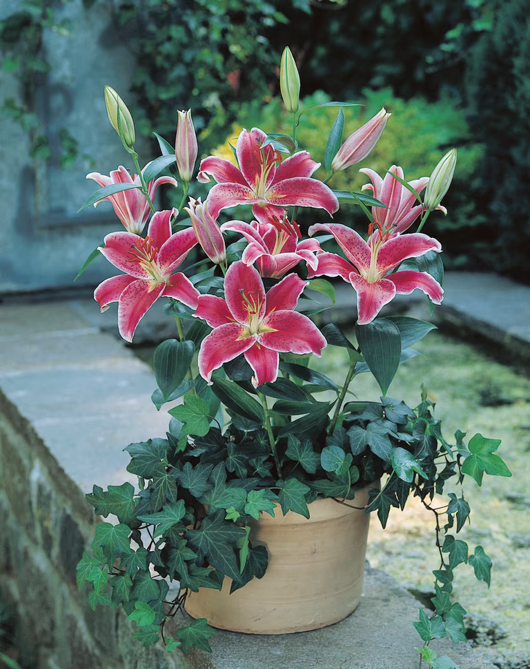 Orientlilja 'Stargazer'