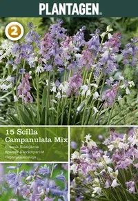 Spansk klockhyacint mix