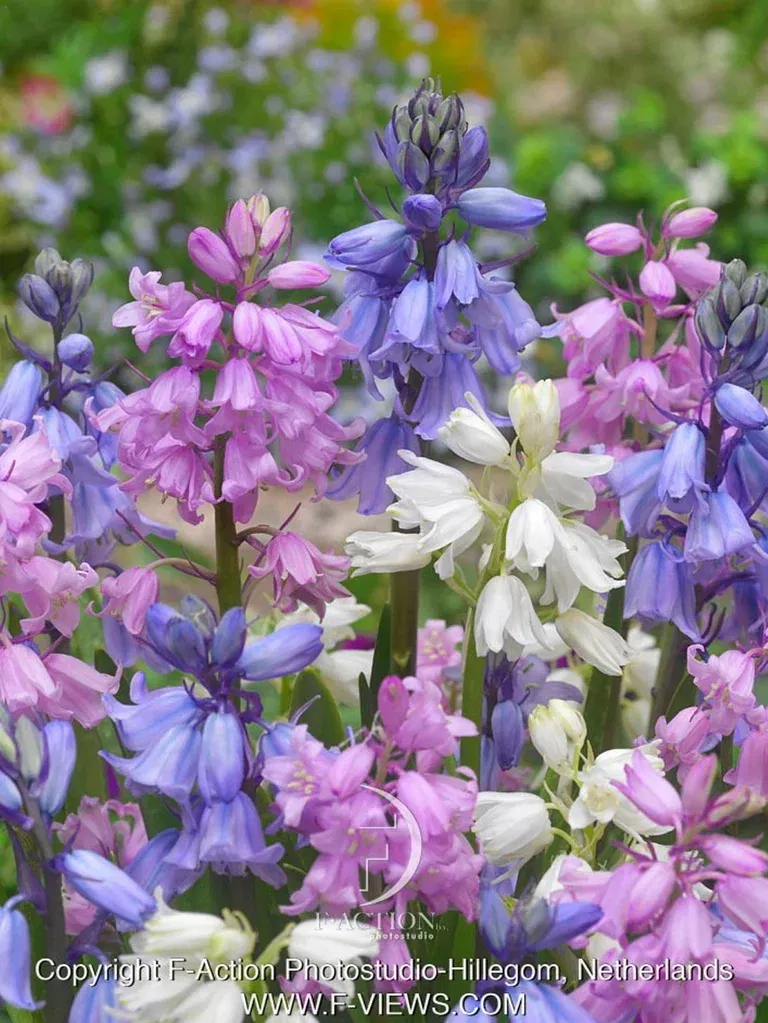 Spansk klockhyacint mix