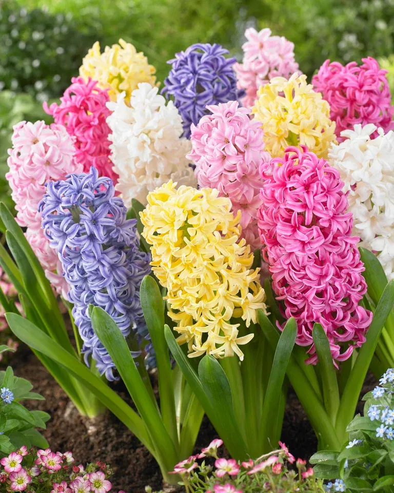 Hyacint mix