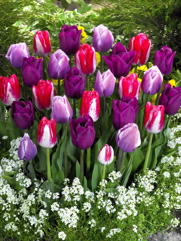 Tulpanmix Lovers Blend