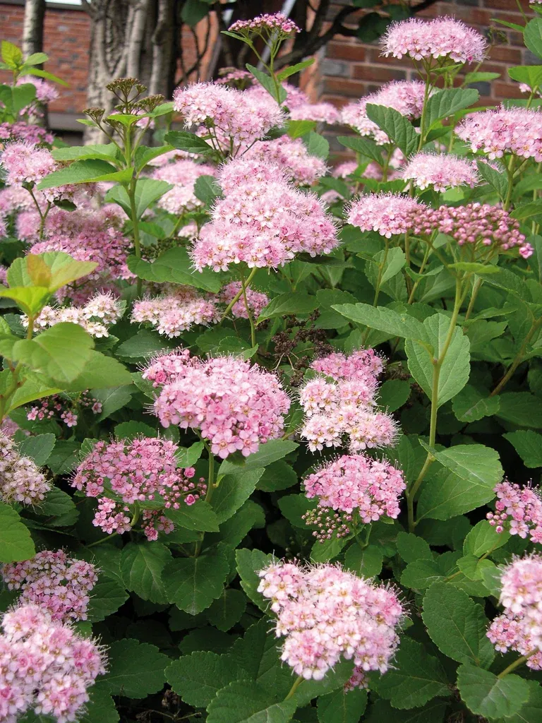 Praktspirea 'Little Princess'