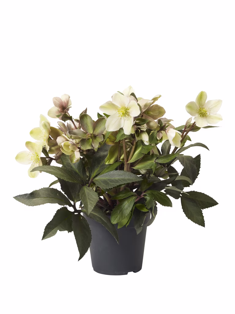 Julros 'Winter Darling'