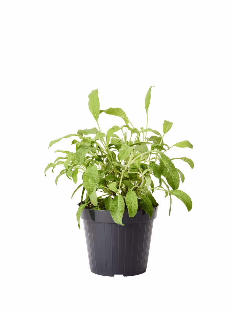 Kryddsalvia