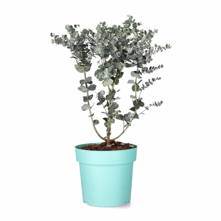 Silvereukalyptus 'Azura'