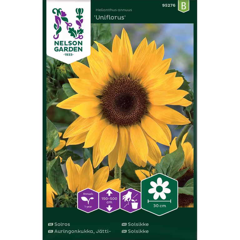 Solros 'Uniflorus'