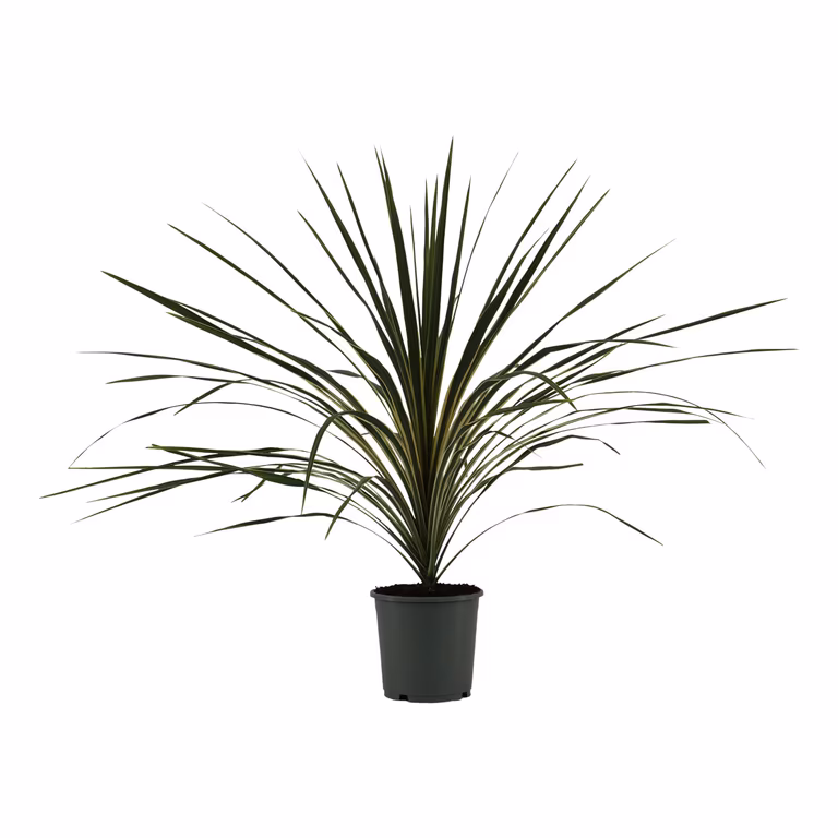 Syddracena 'Variegata'
