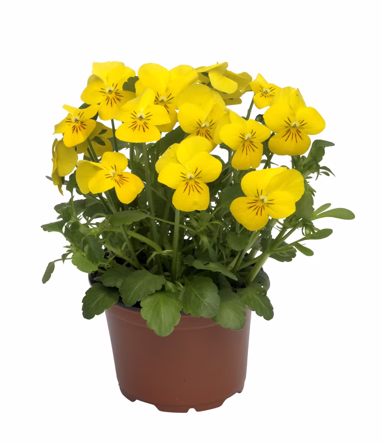 Pensé småblommig