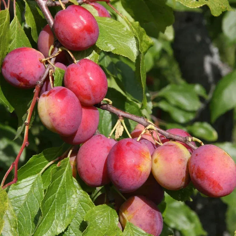 Plommon 'Victoria' E P.cer