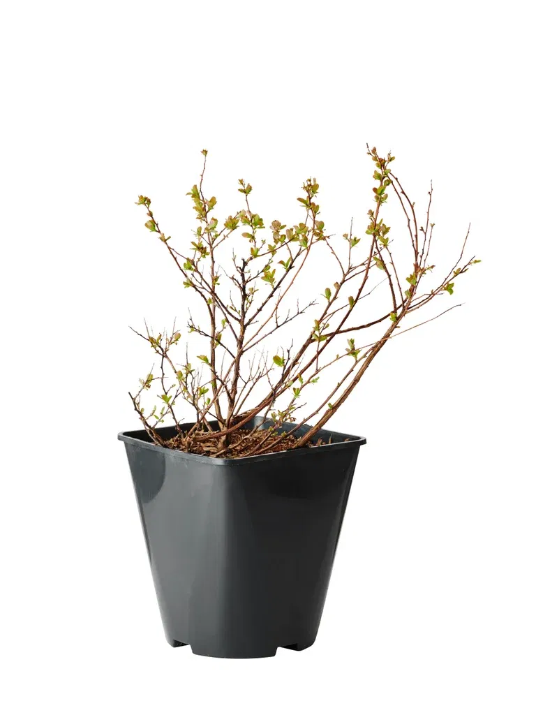 Björkspirea 'Tor'