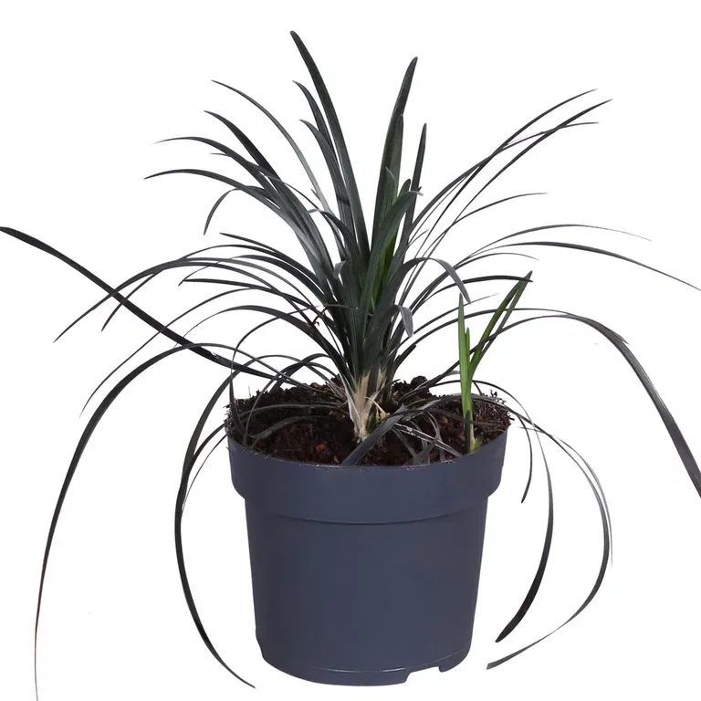 Mörkt ormskägg 'Nigrescens'