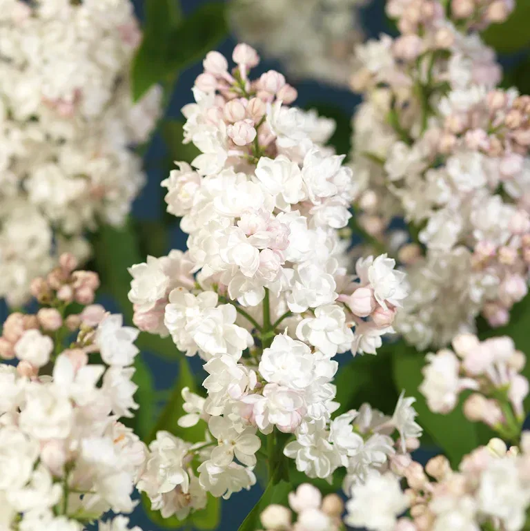 Syren 'Souvenir d'Alice Harding'