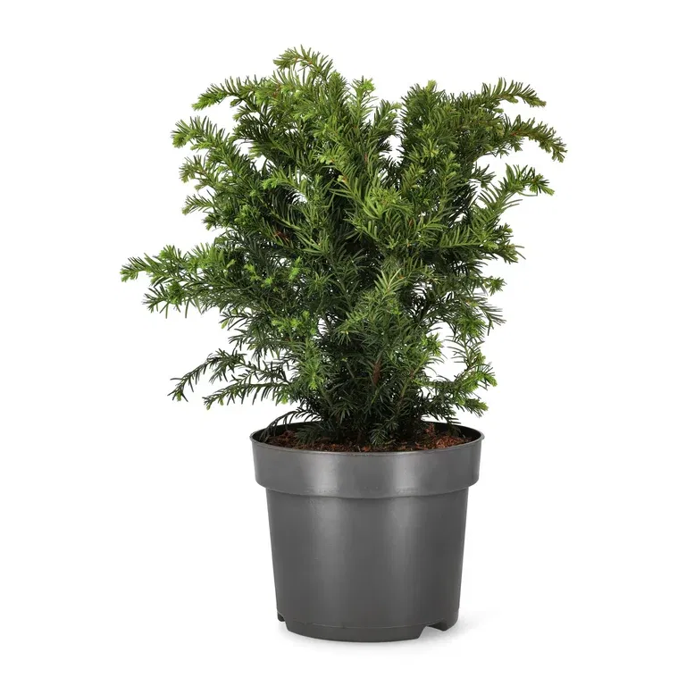 Krypidegran 'Repandens'