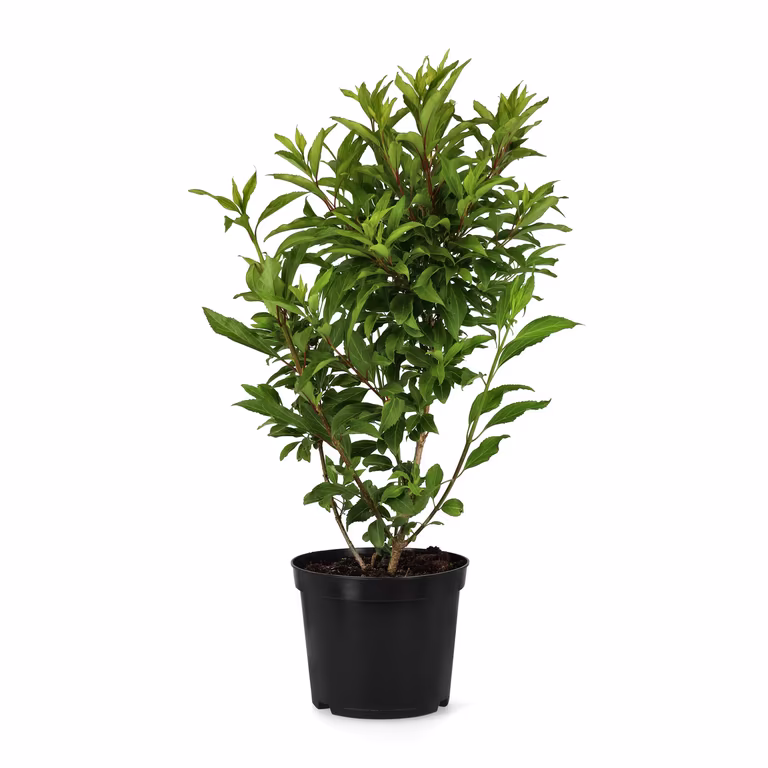 Forsythia 'Lynwood'
