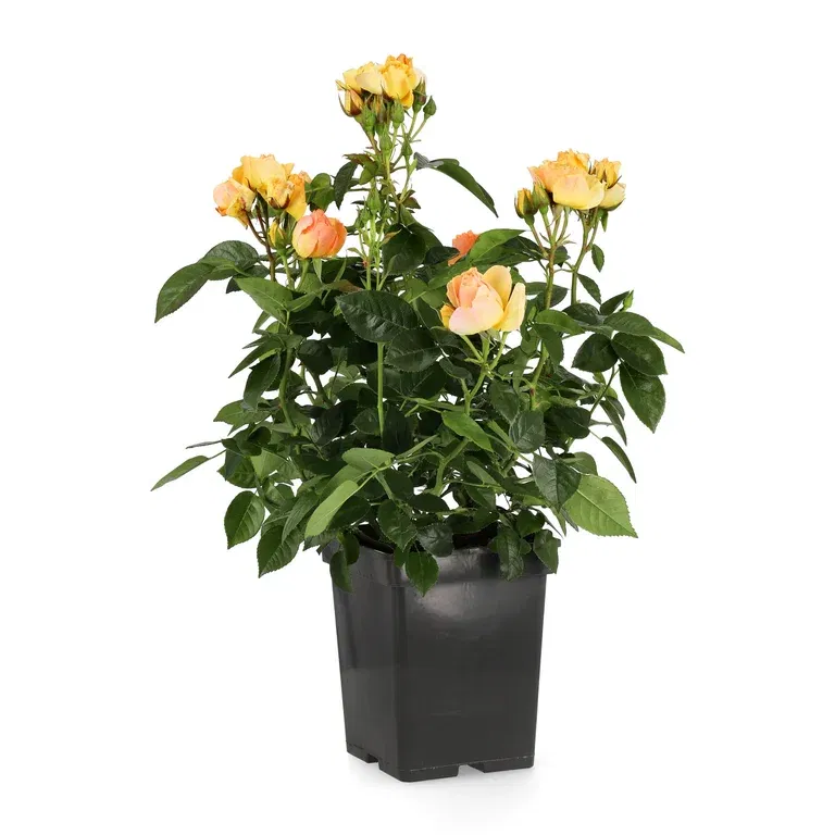 Klasblommig ros HANSESTADT ROSTOCK