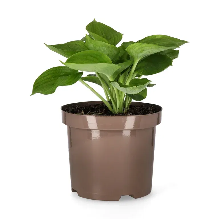 Funkia 'Abiqua Drinking Gourd'