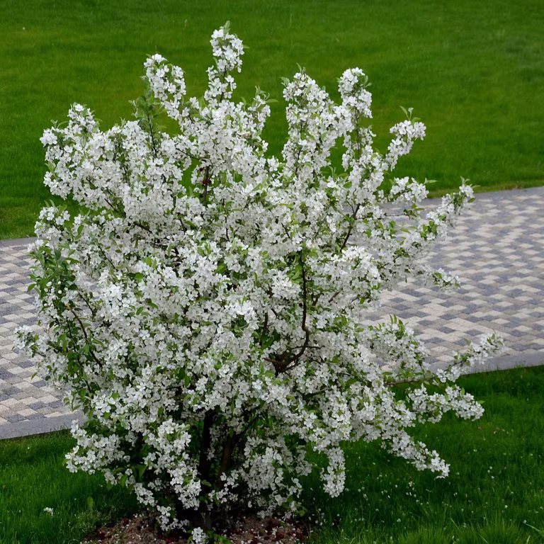 Bukettapel