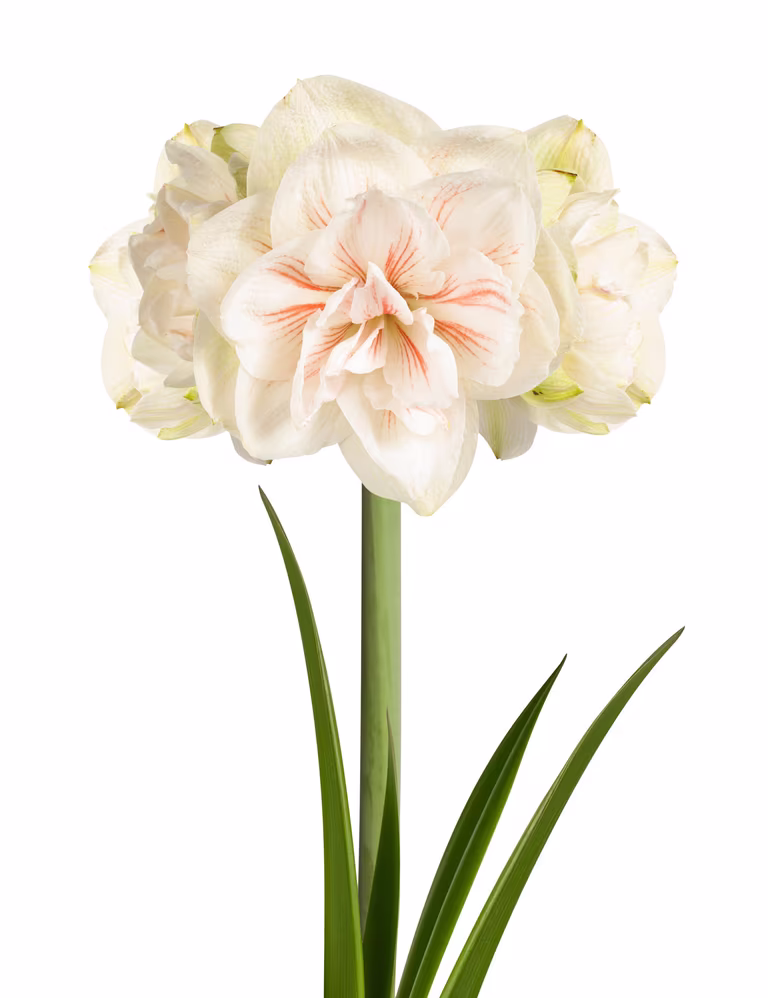 Amaryllis 'Nymph'