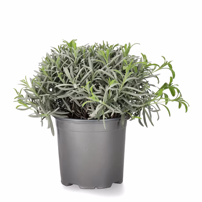 Lavendel