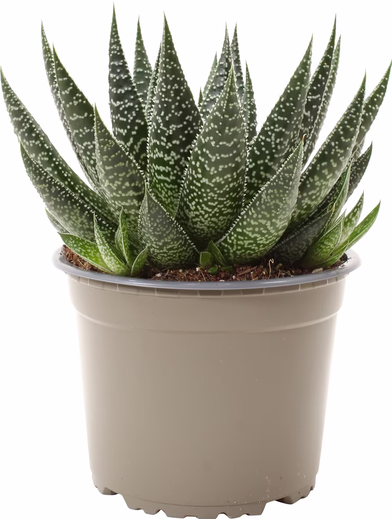Gasteria