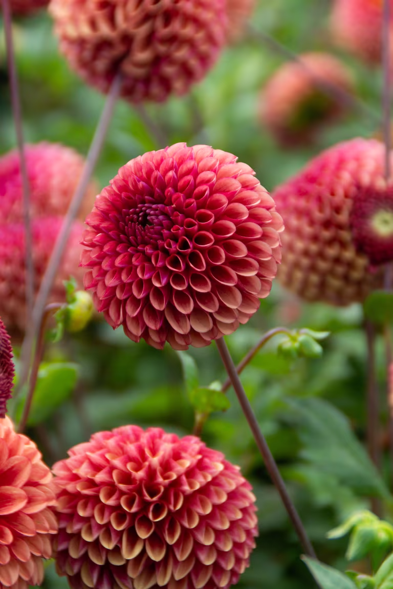 Pompondahlia 'Copper Boy'
