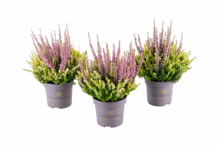 Ljung BEAUTY LADIES 'Color Crown'