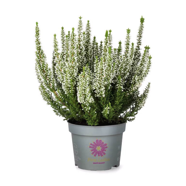 Ljung BEAUTY LADIES 'First Lady'