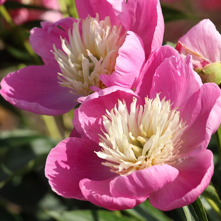 Luktpion 'Bowl of love'