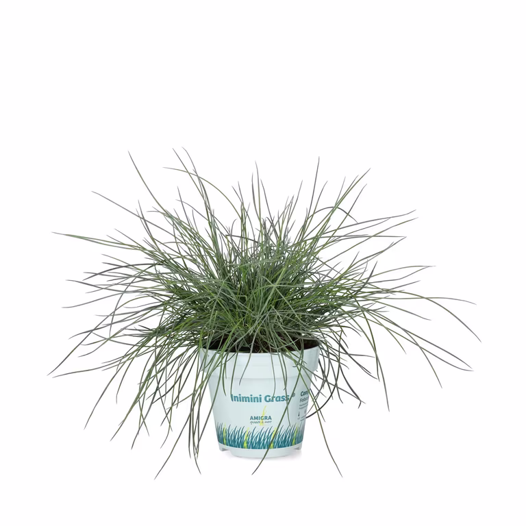 Blåsvingel 'Compact Blue'