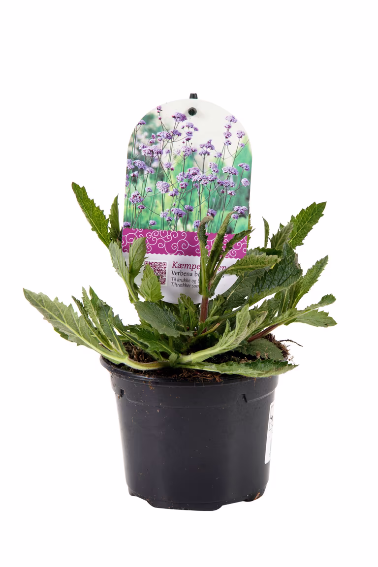 Jätteverbena