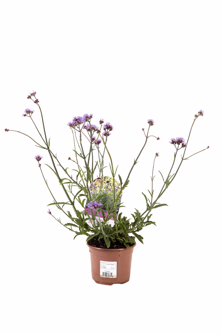 Jätteverbena 'Lollipop'