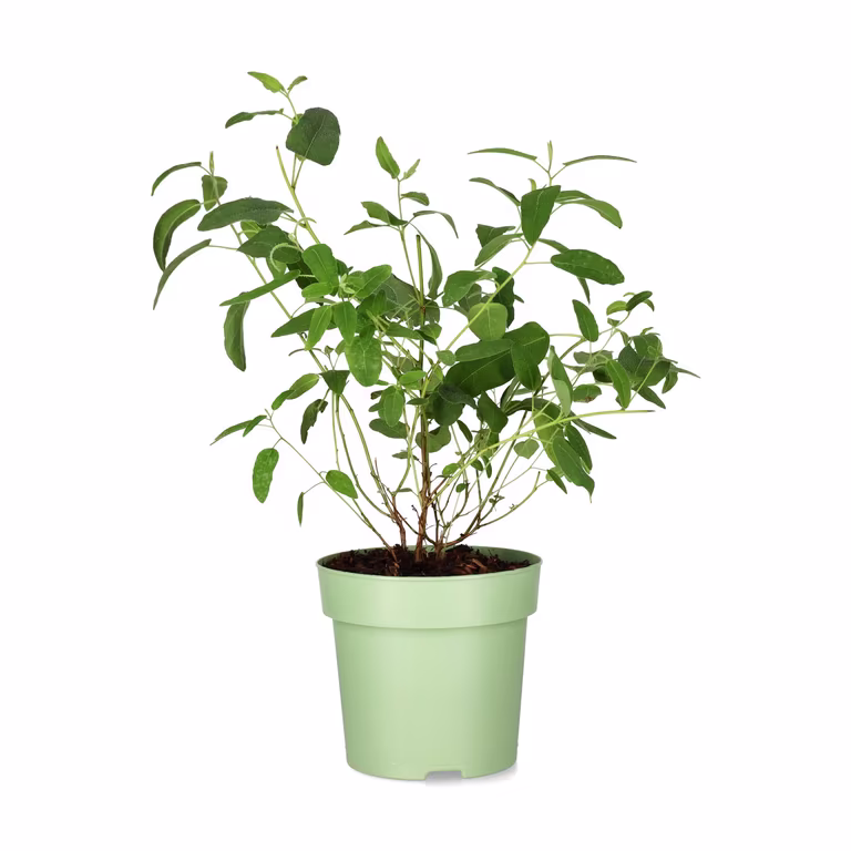 Citroneukalyptus