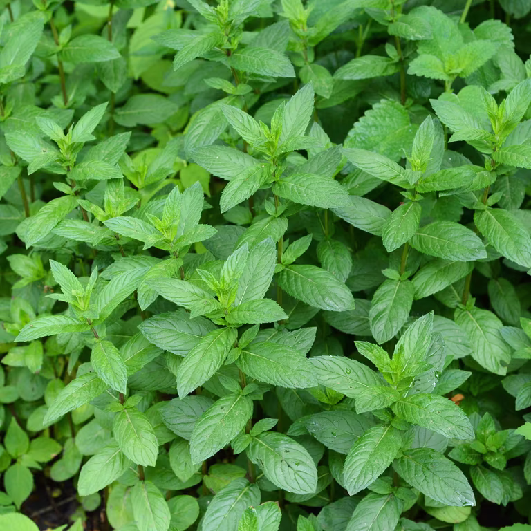 Citrusmynta 'Mandarin'