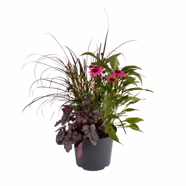 Samplantering Triple Beauty Stockholm