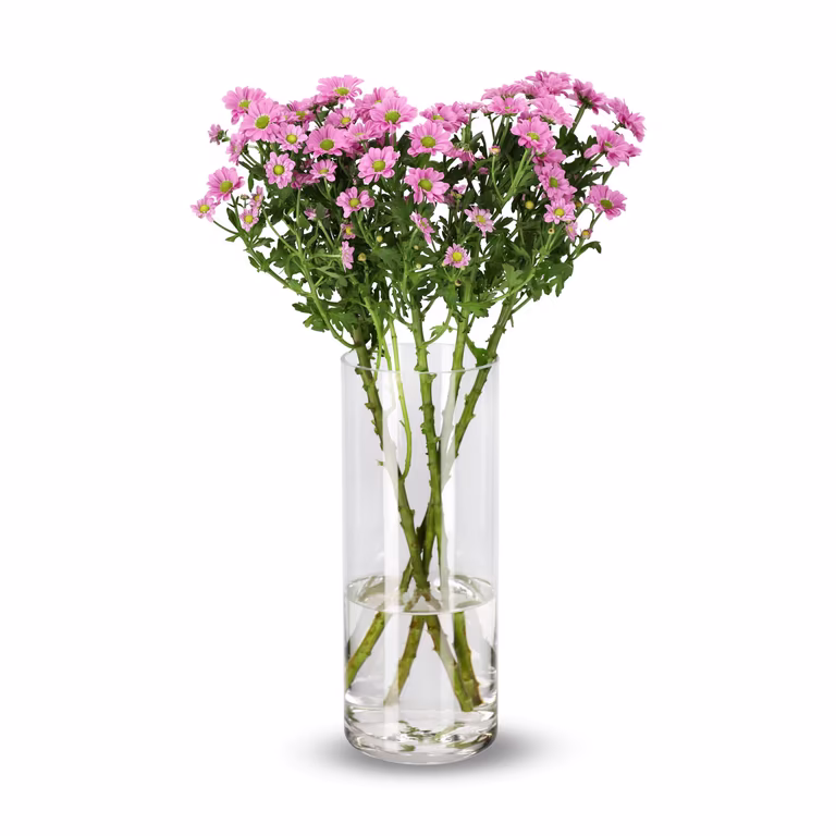 Krysantemum 4-pack