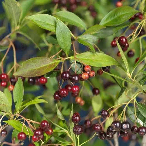 Svartaronia 'Glorie' E