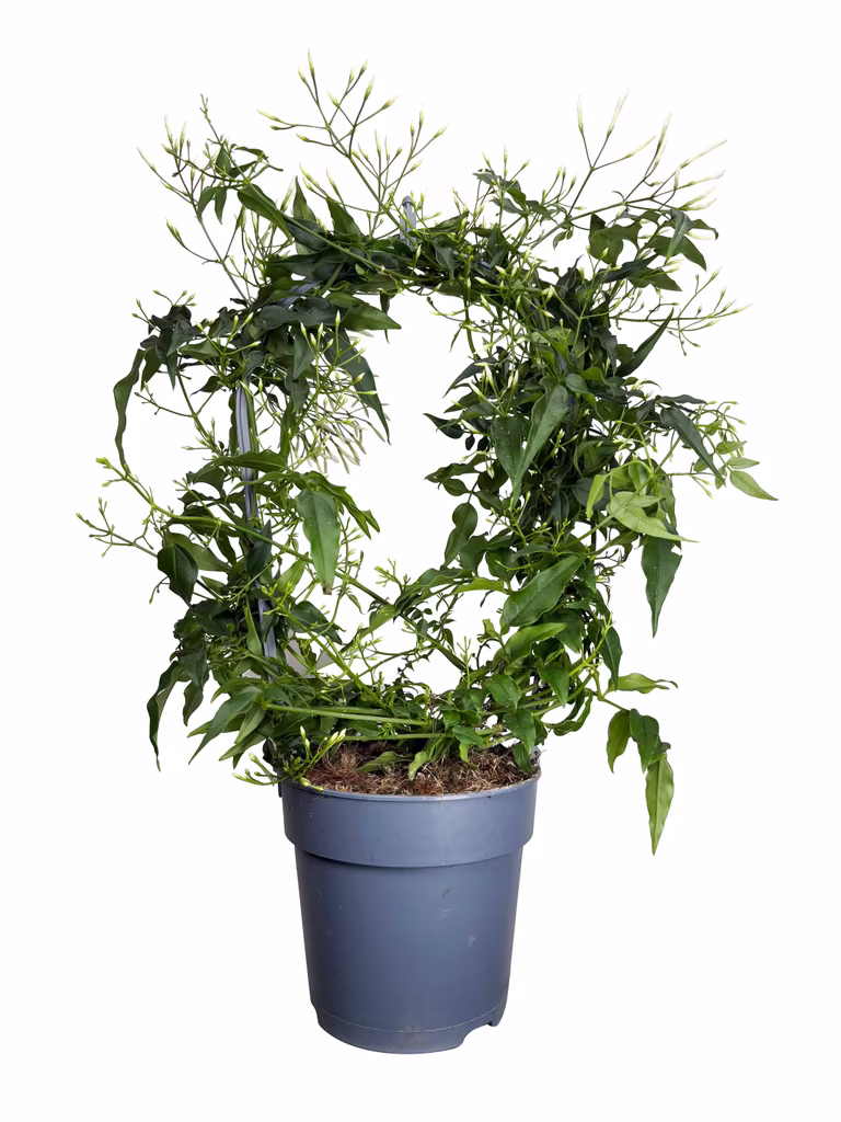 Jasmin 