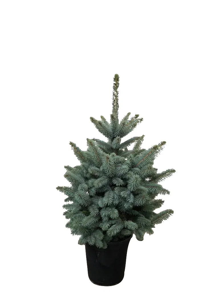 Blågran 'Baby Blue'