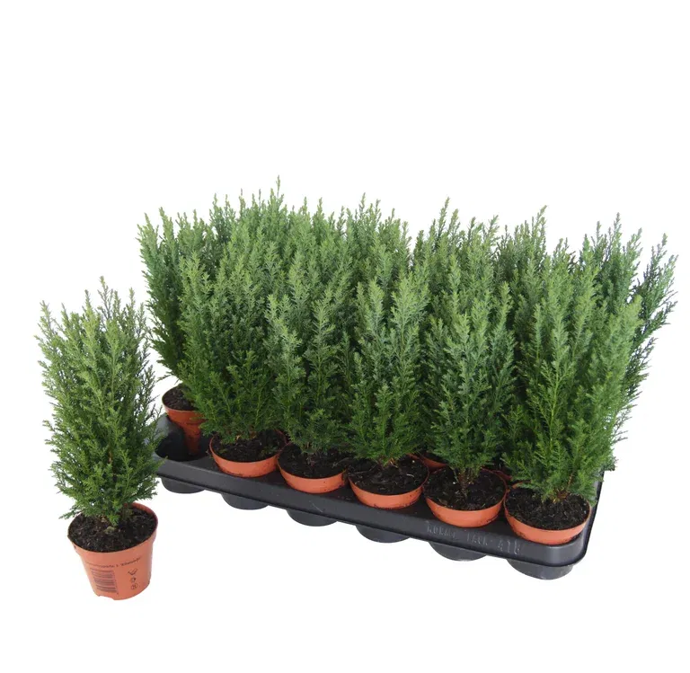 Ädelcypress 'Ellwoodii'