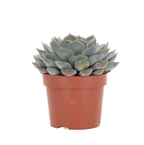Echeveria Pearls Suckulent-sortiment
