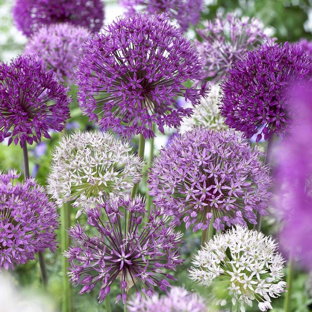 Image of Allium