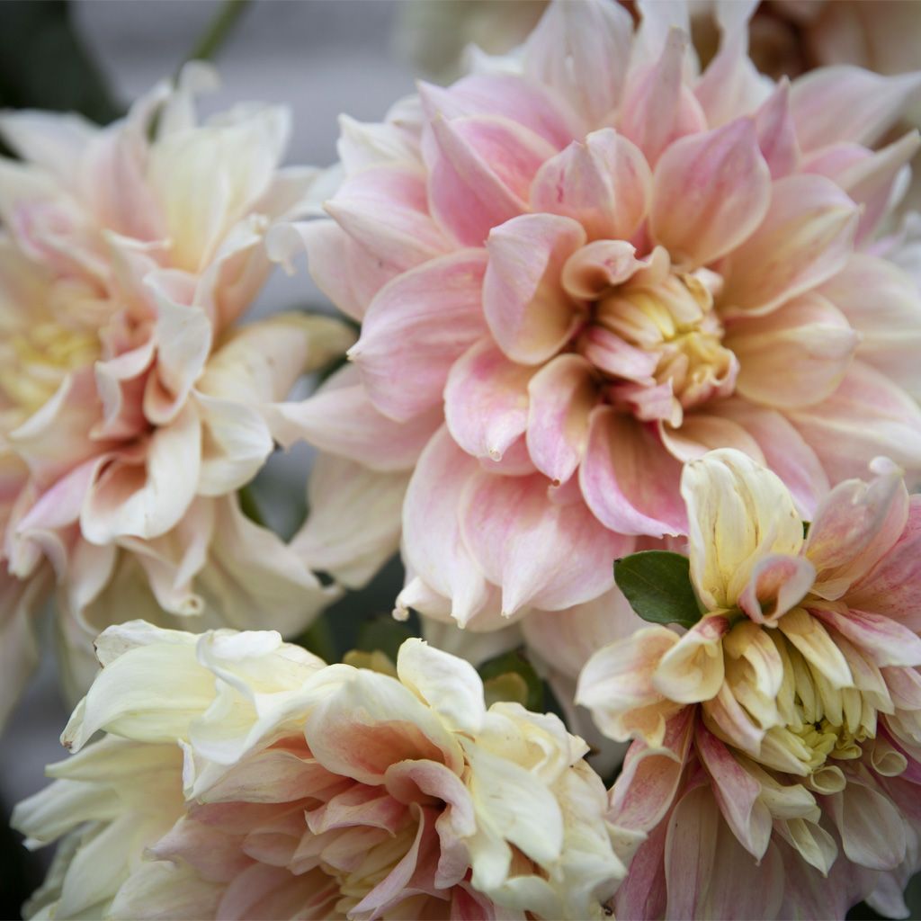 Image of Vårlökar 4 för 3