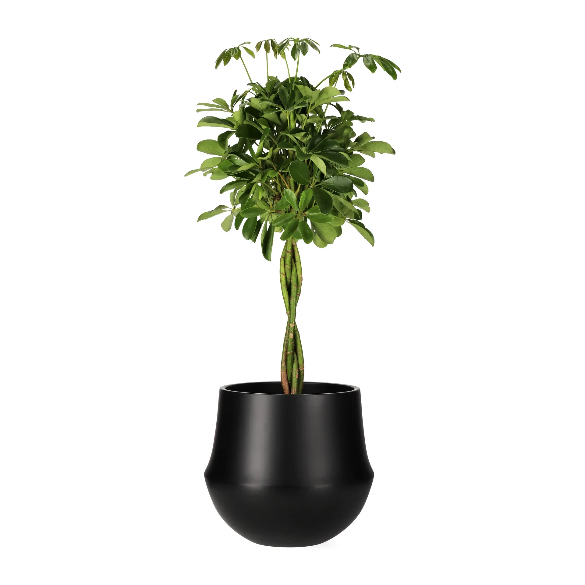 Schefflera arboricola 'Nora' braid 24 cm