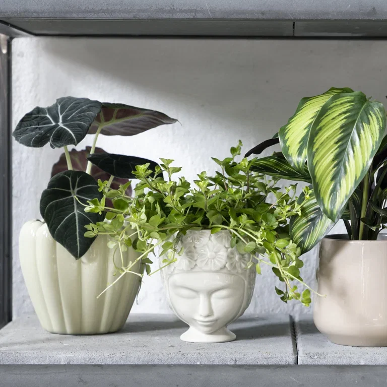Pot Jasmin 