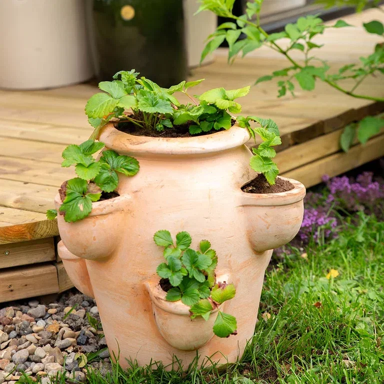 Gilbert strawberry pot D36 terracotta