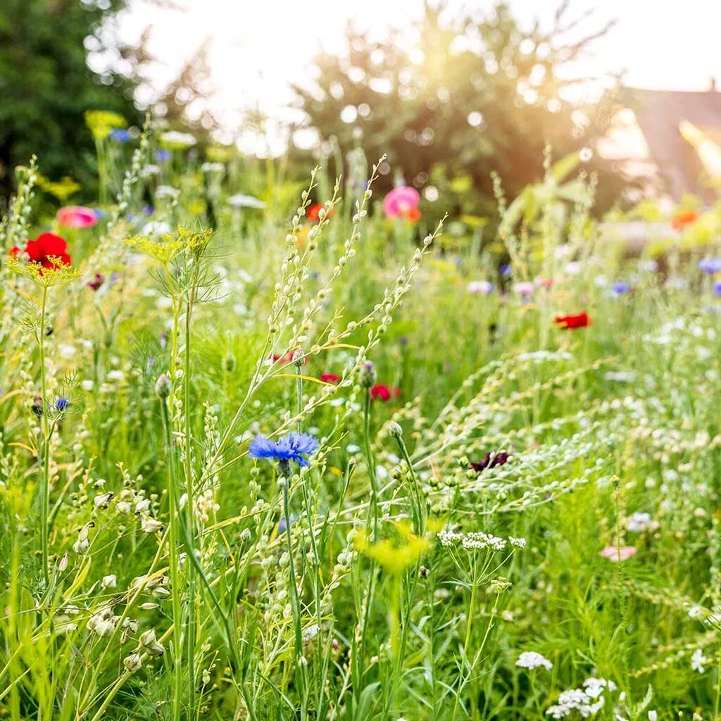 Create the midsummer idyll with flowers