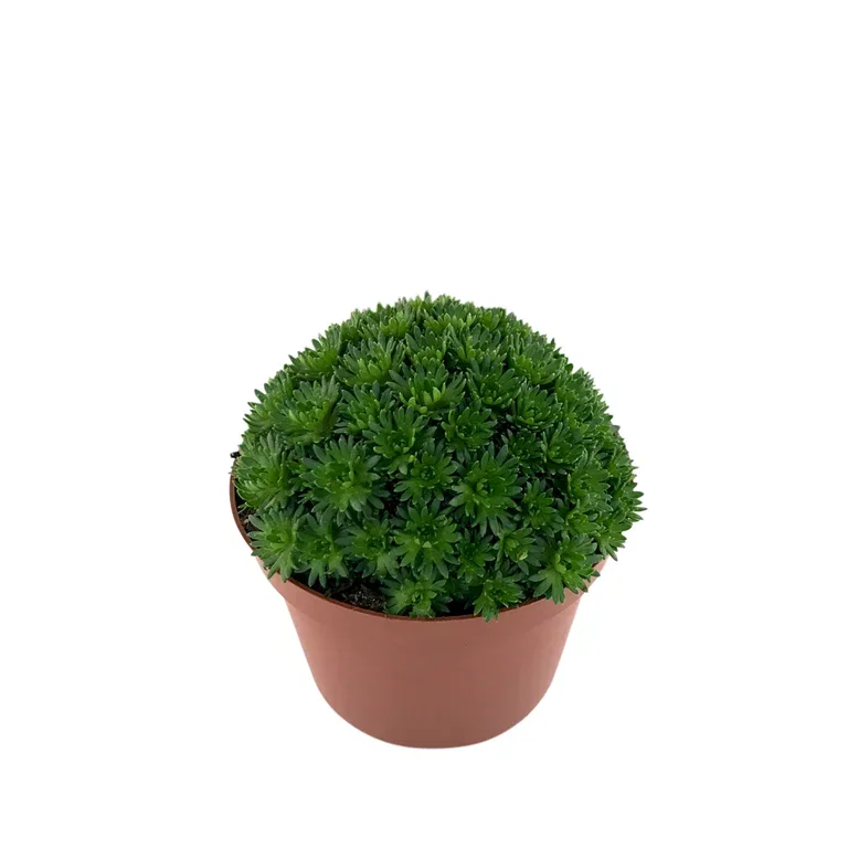 Saxifraga x arendsii 12cm